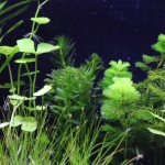 植栽から5日目　アナカリス